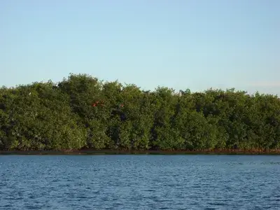 The Swamp and Red Ibiz